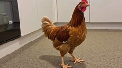 When it’s cold, this game becomes your hens’ favourite moment of the day